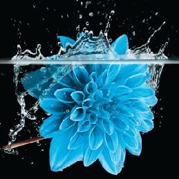 blue flower in water