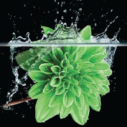 green flower in water