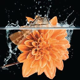orange flower in water