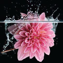 Pink flower in water
