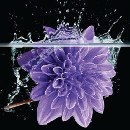 Purple flower in water
