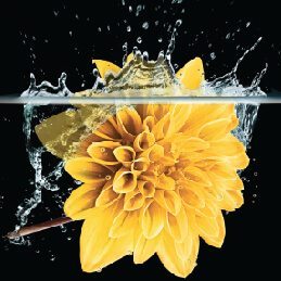 yellow flower in water